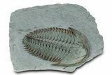 Lower Cambrian Trilobite (Longianda) - Issafen, Morocco #356937-1